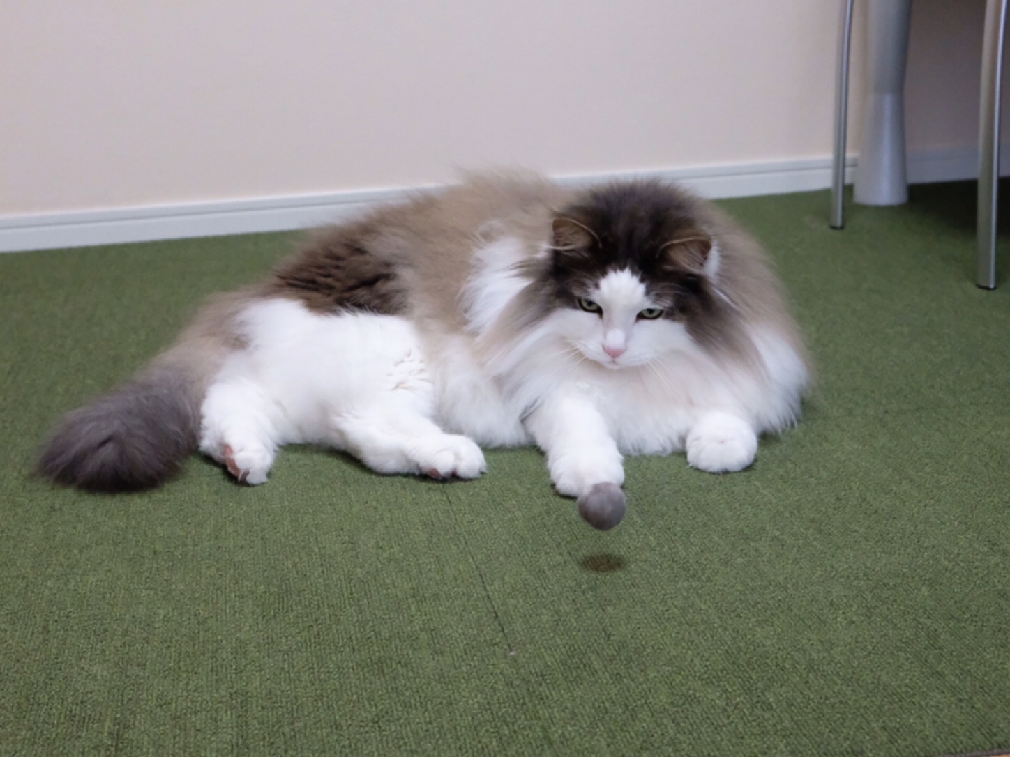 今夜はスーパーフラワー ブラッドムーンですって 毛玉きょうだい Powered By ライブドアブログ