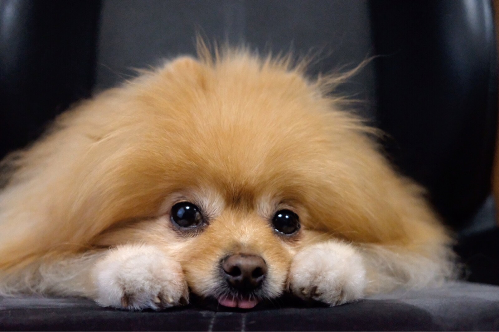 犬と猫が家族に見せるリラックスした表情 毛玉きょうだい Powered By ライブドアブログ