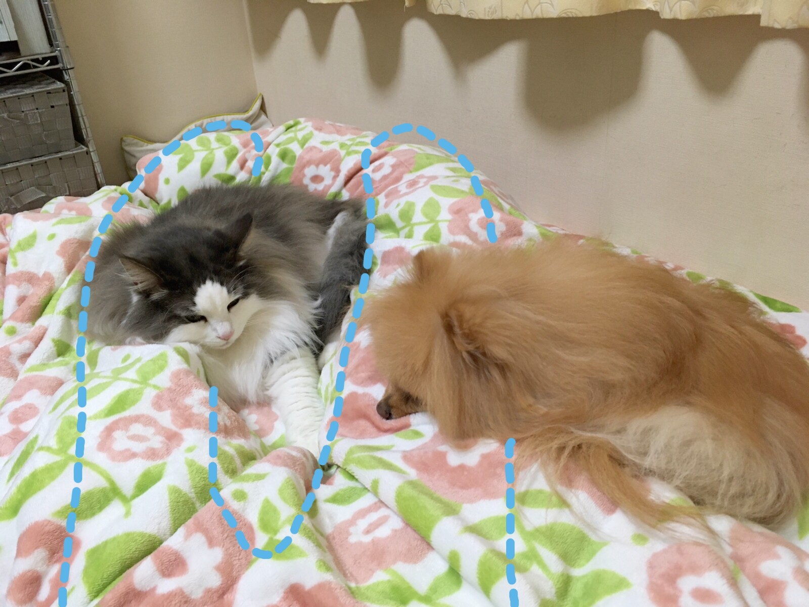 犬猫暮らしでの幸せな悩み 毛玉きょうだい Powered By ライブドアブログ 犬猫暮らしでの幸せな悩み 毛玉きょうだい Powered By ライブドアブログ