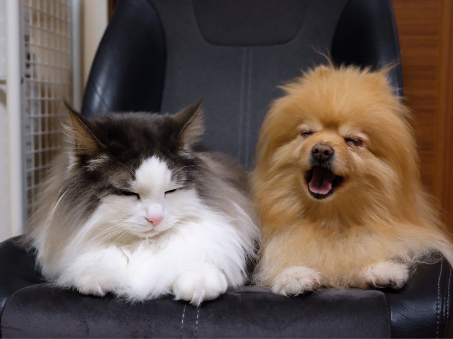 小型犬と大型猫のサイズ感 毛玉きょうだい Powered By ライブドアブログ 小型犬と大型猫のサイズ感 毛玉きょうだい Powered By ライブドアブログ