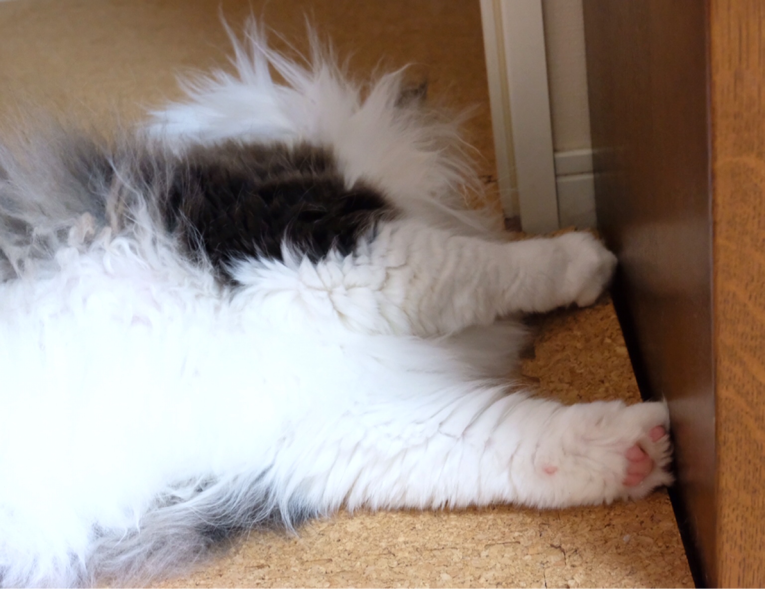 犬を通せんぼする猫 毛玉きょうだい Powered By ライブドアブログ