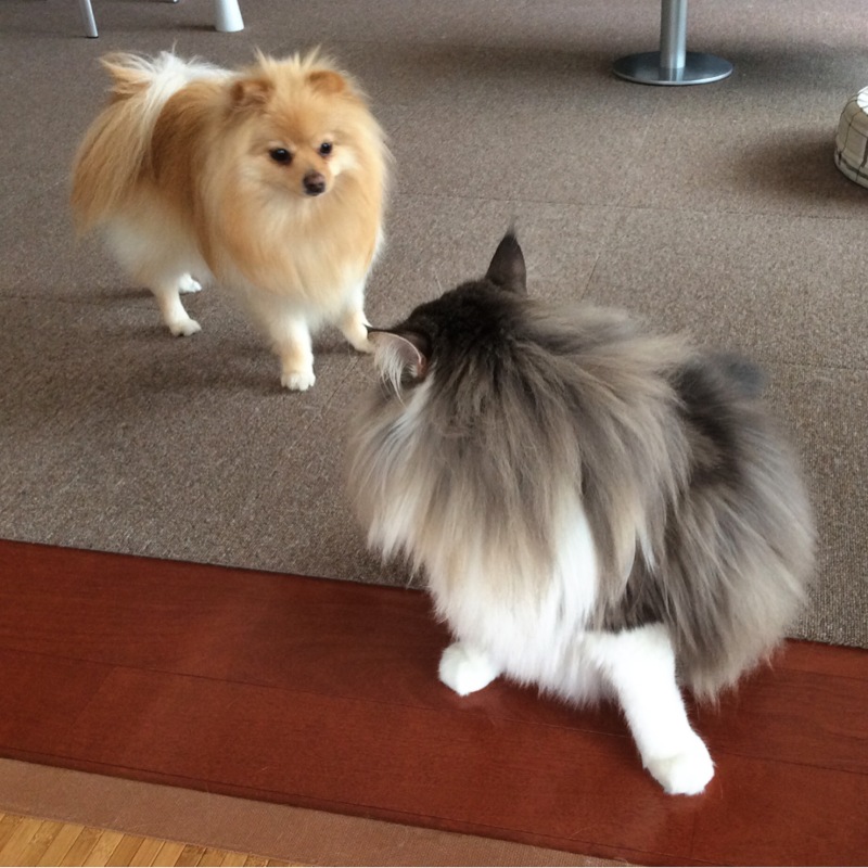 犬猫写真集 犬の距離感 毛玉きょうだい Powered By ライブドアブログ 犬猫写真集 犬の距離感 毛玉きょうだい Powered By ライブドアブログ