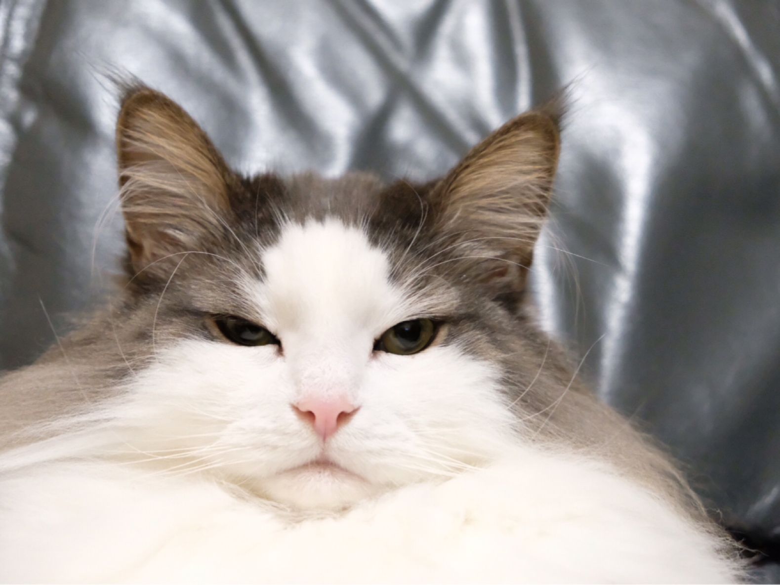 可愛い猫 ノルウェージャンフォレストキャット 毛玉きょうだい Powered By ライブドアブログ 可愛い猫 ノルウェージャンフォレストキャット 毛玉きょうだい Powered By ライブドアブログ