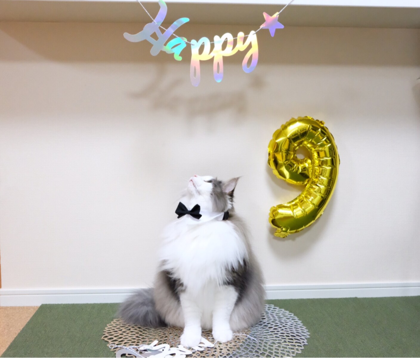 超絶可愛い猫の写真撮ったど Oyabaka 毛玉きょうだい Powered By ライブドアブログ