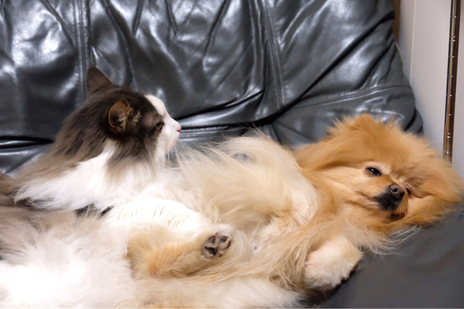 気持ち良く寝てた犬が飛び起きた理由 毛玉きょうだい Powered By ライブドアブログ 気持ち良く寝てた犬が飛び起きた理由 毛玉きょうだい Powered By ライブドアブログ