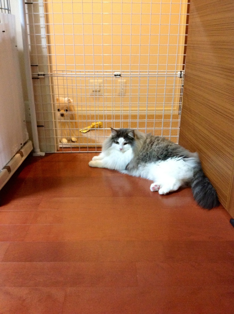 バカきょうだいの記録