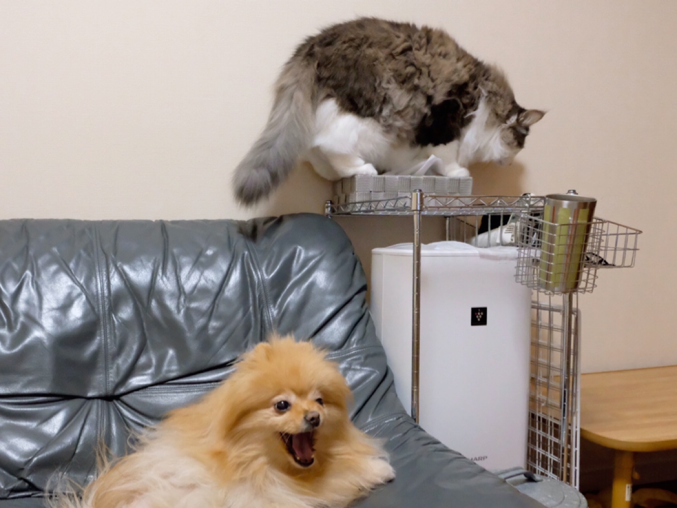 気持ち良く寝てた犬が飛び起きた理由 毛玉きょうだい Powered By ライブドアブログ 気持ち良く寝てた犬が飛び起きた理由 毛玉きょうだい Powered By ライブドアブログ