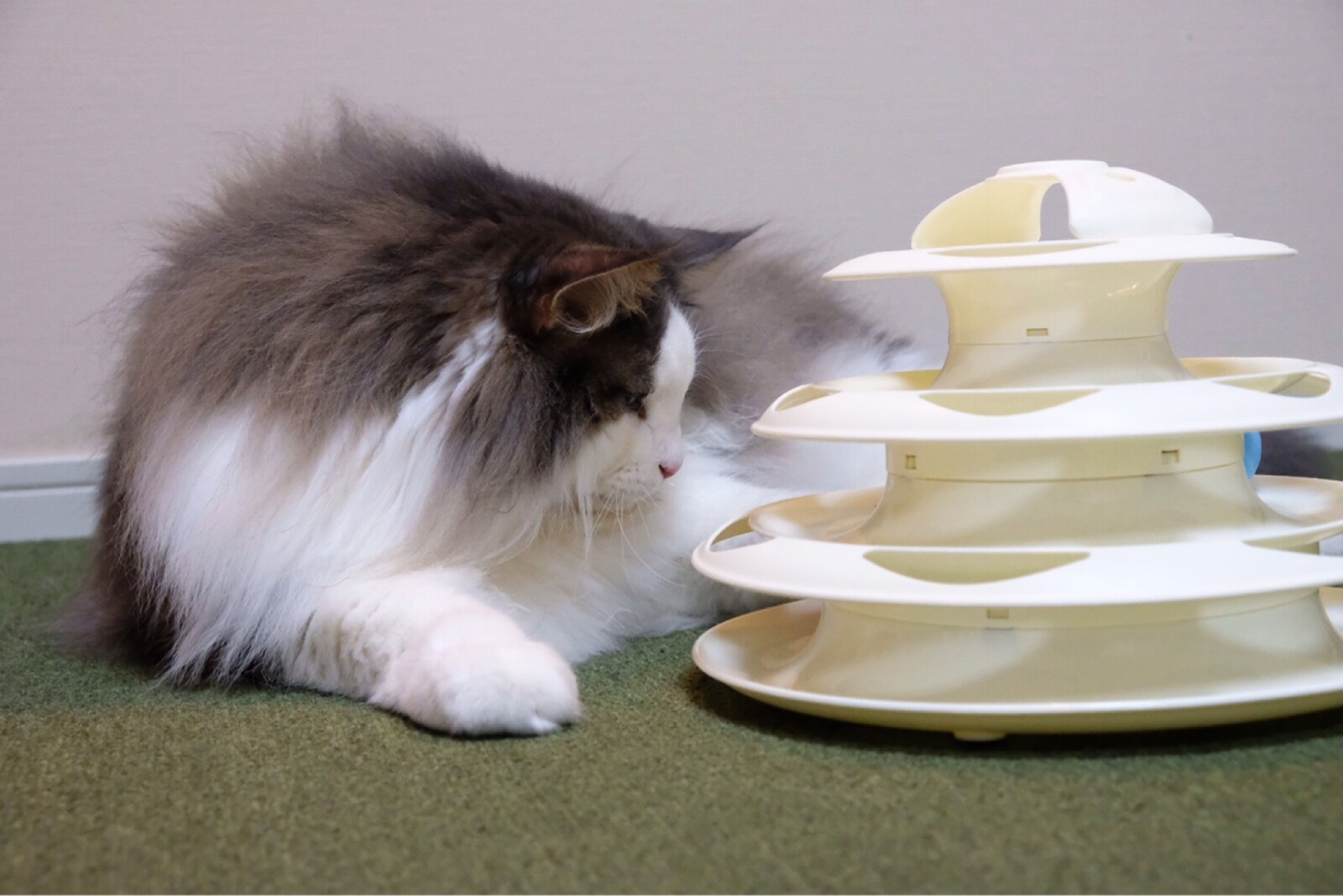 精神年齢が高い猫と低い犬 毛玉きょうだい Powered By ライブドアブログ 精神年齢が高い猫と低い犬 毛玉きょうだい Powered By ライブドアブログ