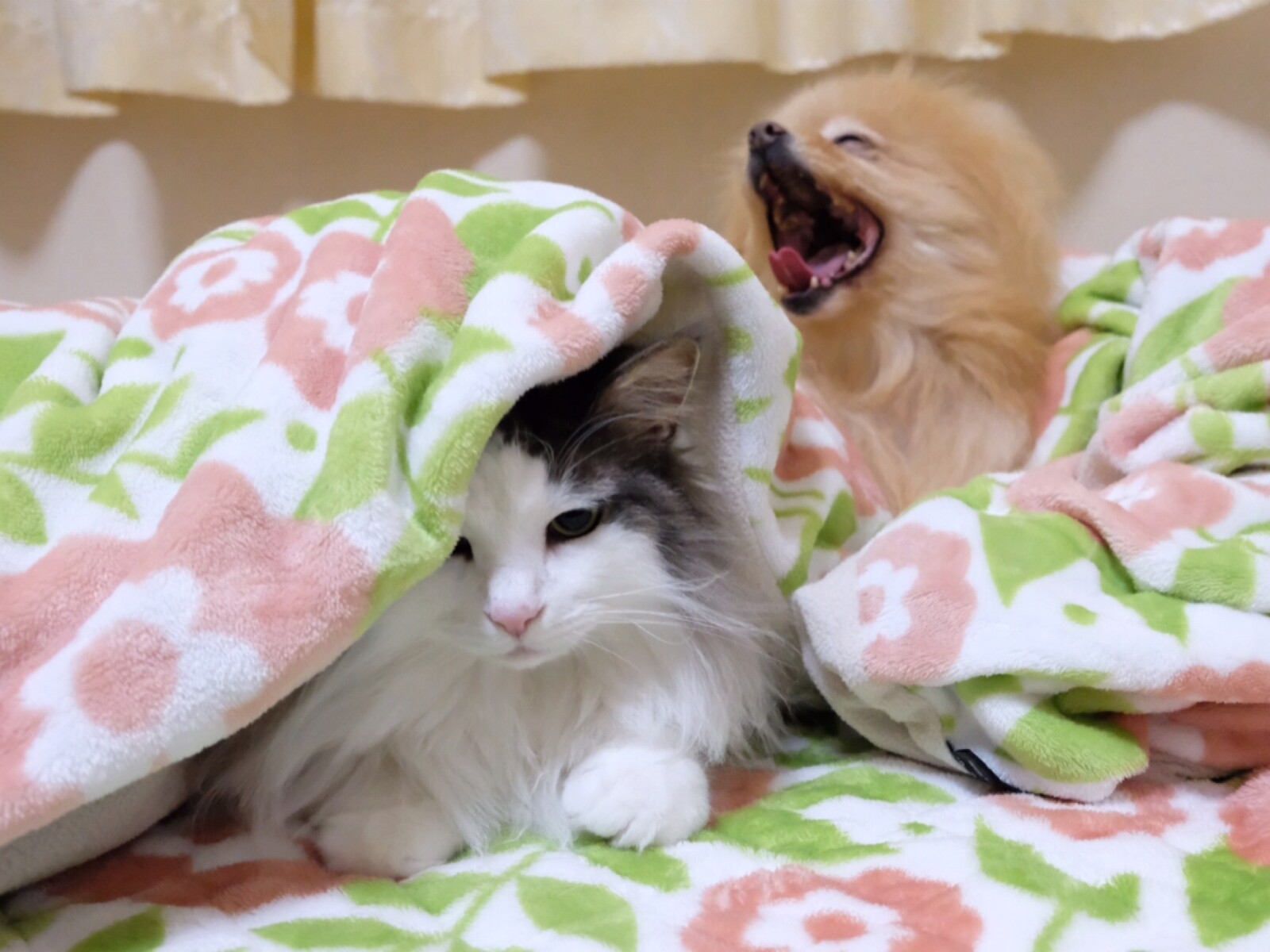 寒さに強い猫種ノルウェージャンフォレストキャット 毛玉きょうだい Powered By ライブドアブログ