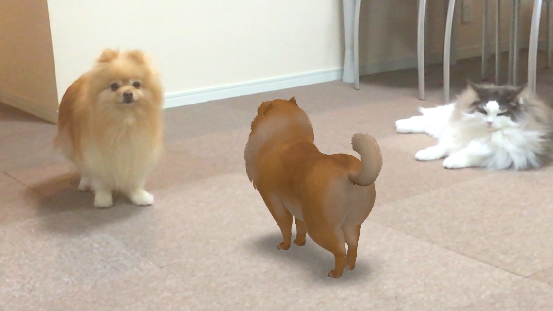 話題のgoogle検索 動物ar ３dパンダとポメラニアンとトラ 毛玉きょうだい Powered By ライブドアブログ