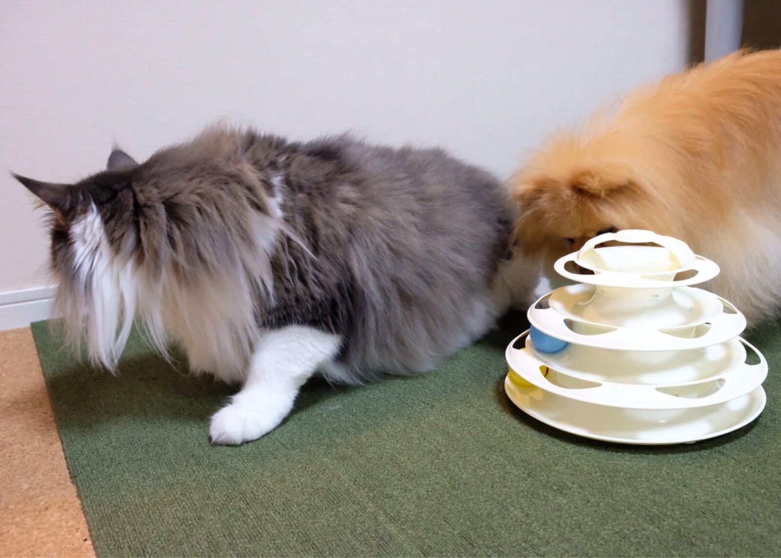 精神年齢が高い猫と低い犬 毛玉きょうだい Powered By ライブドアブログ