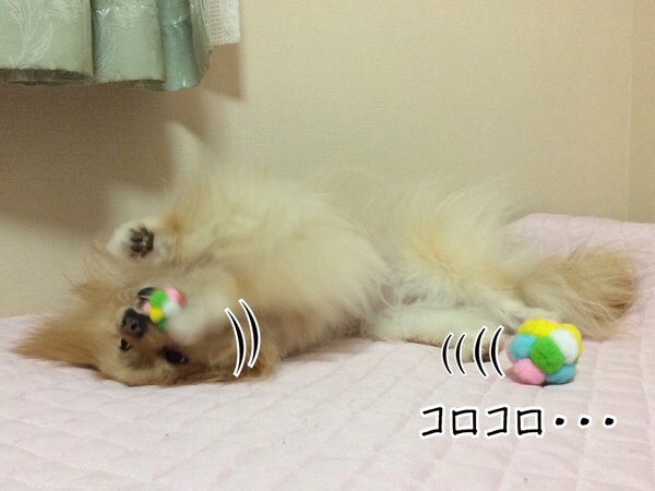 犬猫に危険なボール4 毛玉きょうだい Powered By ライブドアブログ