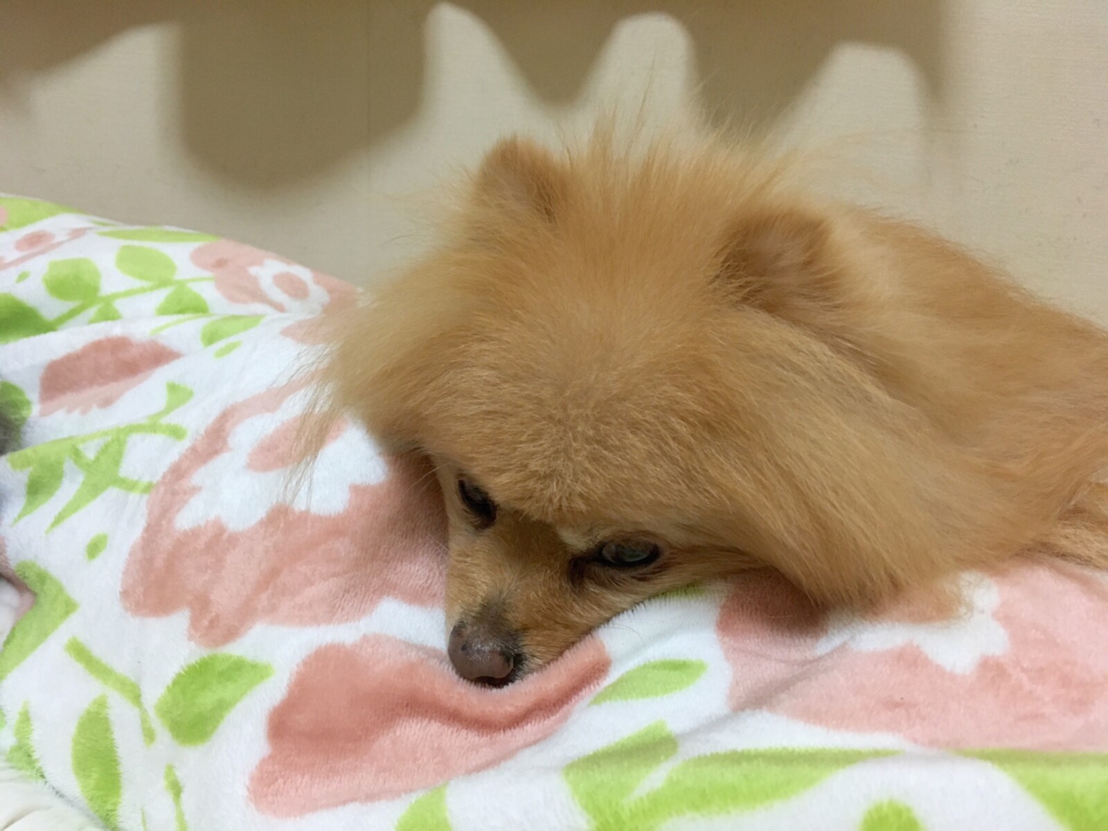 犬猫暮らしでの幸せな悩み 毛玉きょうだい Powered By ライブドアブログ 犬猫暮らしでの幸せな悩み 毛玉きょうだい Powered By ライブドアブログ