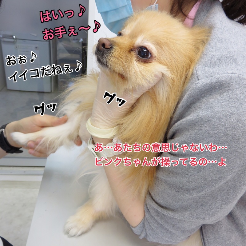 最高 犬採血保定