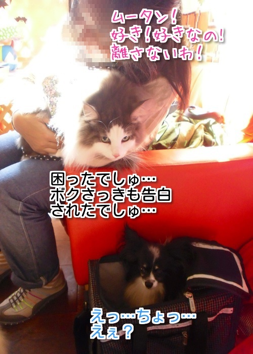 $バカきょうだいの記録