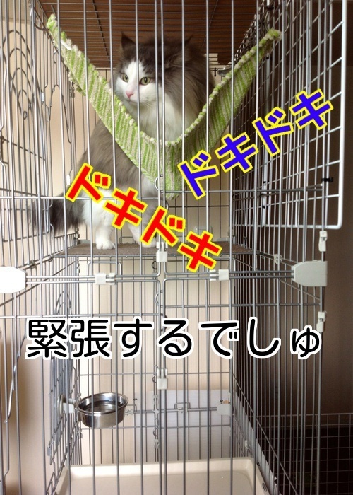 バカきょうだいの記録