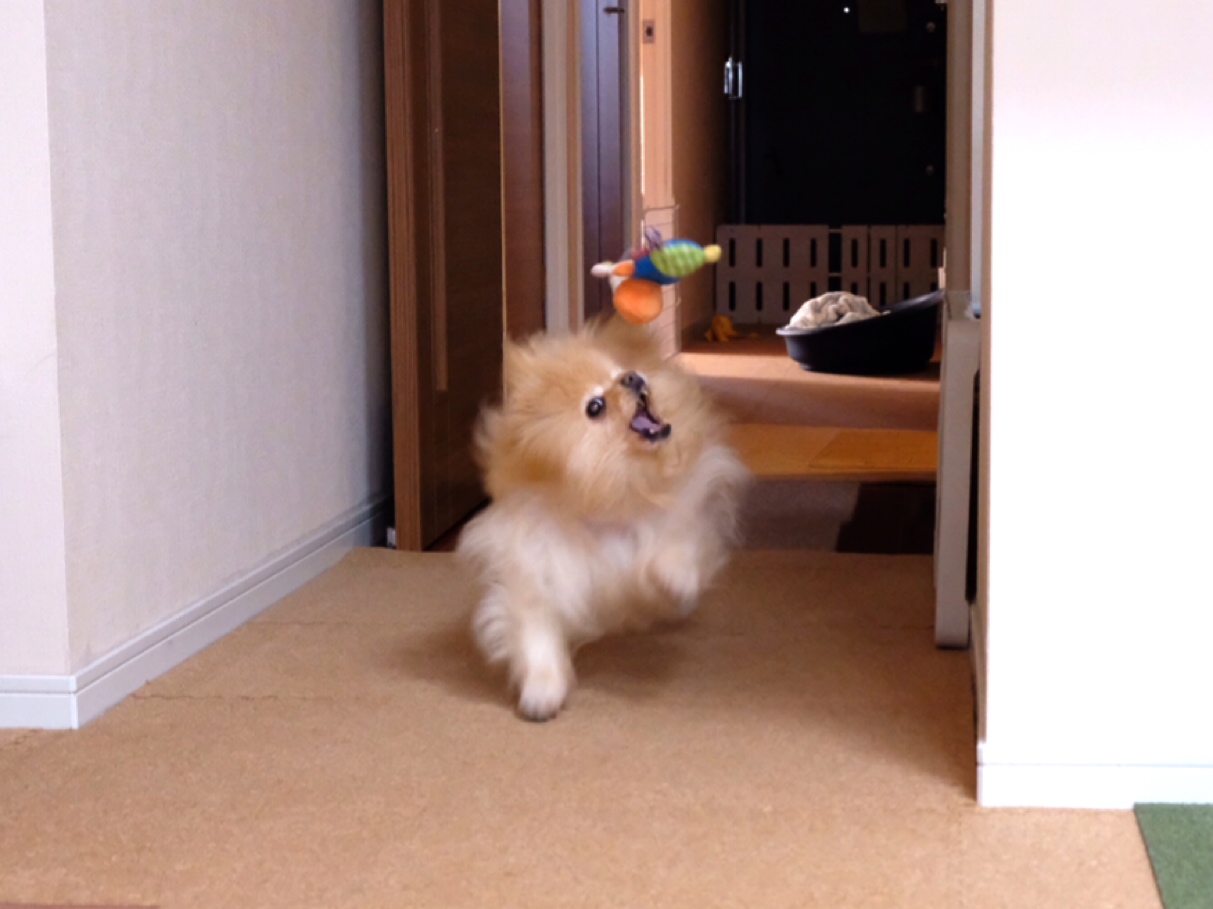 猫パンチをくらうポメラニアン 毛玉きょうだい Powered By ライブドアブログ 猫パンチをくらうポメラニアン 毛玉きょうだい Powered By ライブドアブログ