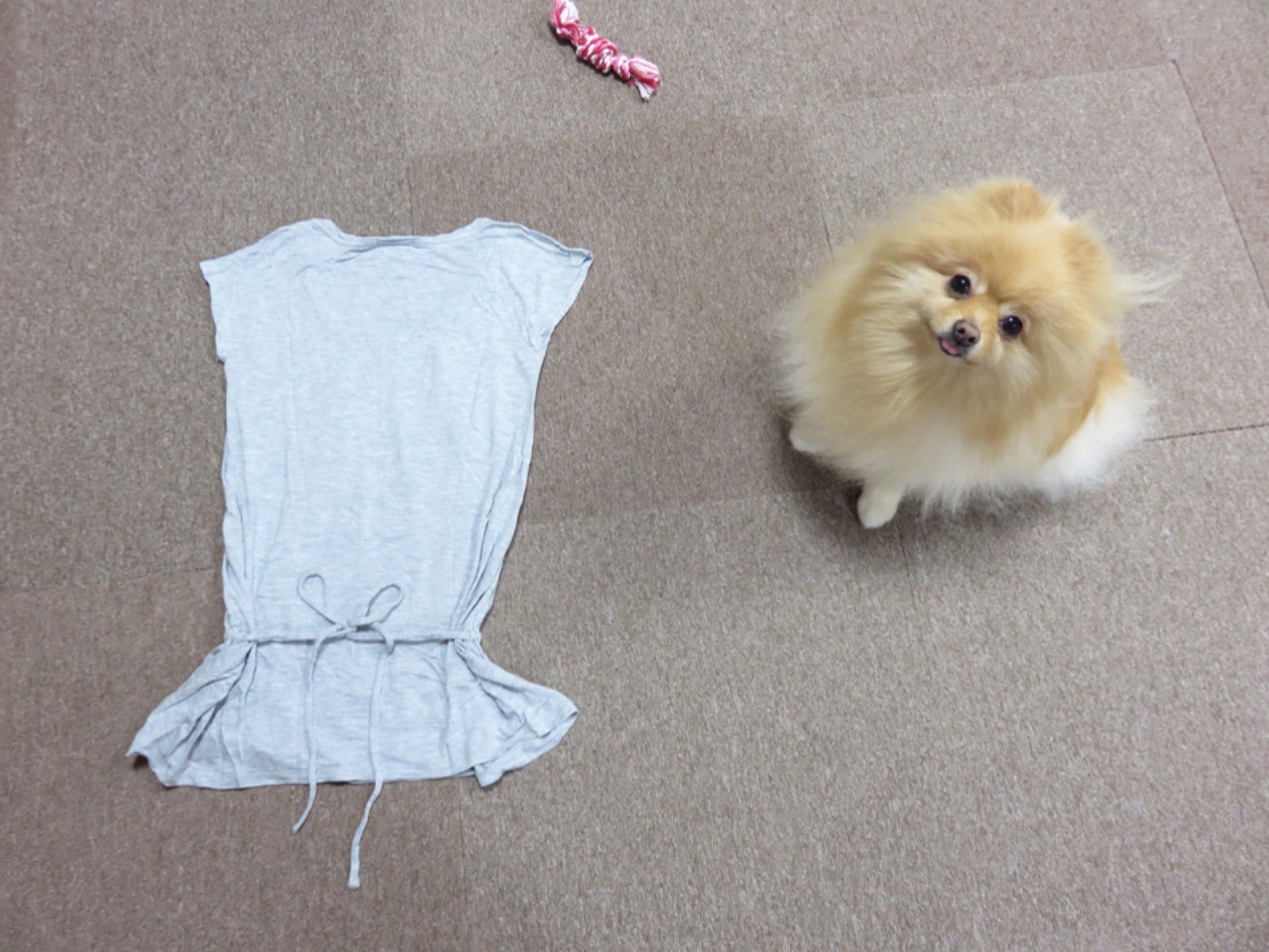 このイタズラの犯人は犬か 猫か 毛玉きょうだい Powered By ライブドアブログ このイタズラの犯人は犬か 猫か 毛玉きょうだい Powered By ライブドアブログ