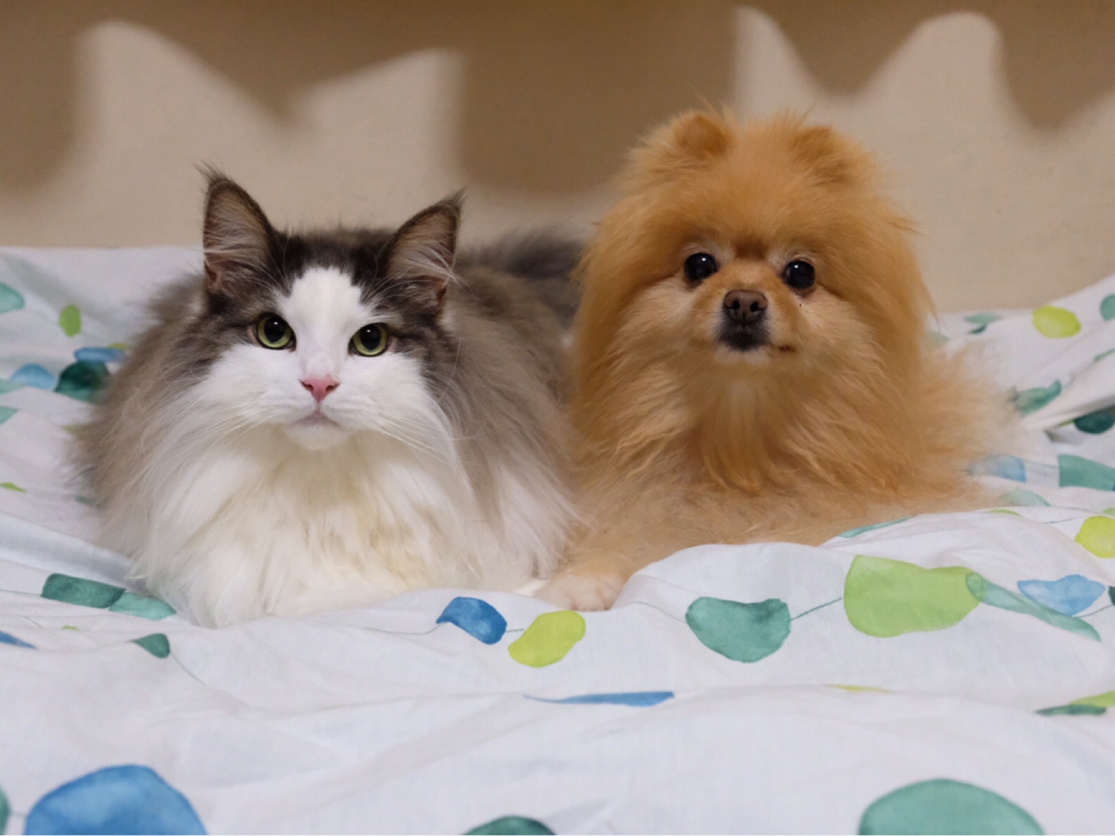 空飛ぶドローンオモチャを犬と猫に見せてみた 毛玉きょうだい Powered By ライブドアブログ