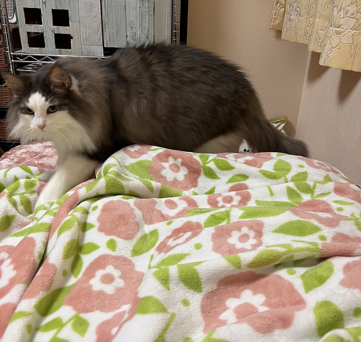 甘えに来た猫 毛玉きょうだい Powered by ライブドアブログ