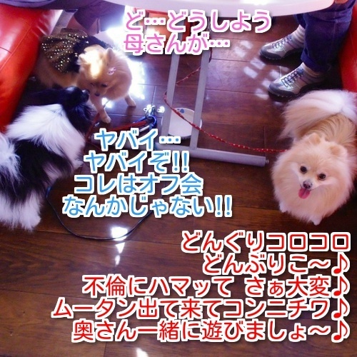 $バカきょうだいの記録
