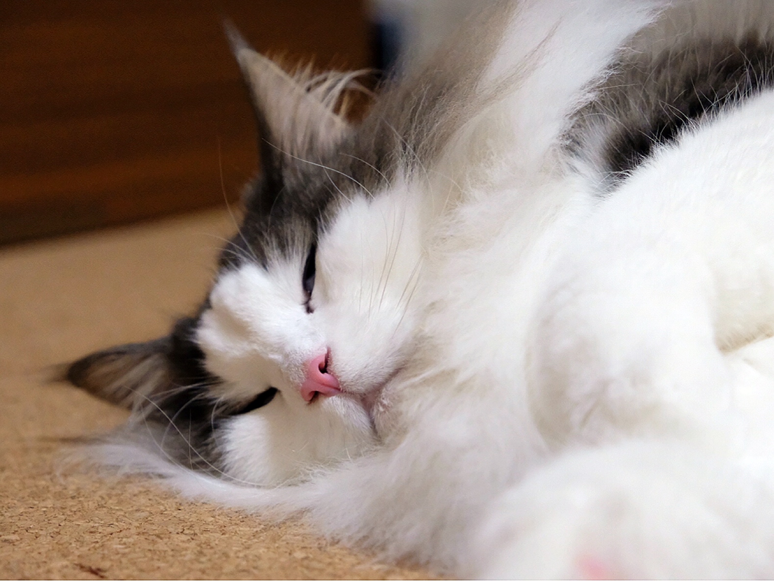 猫の無防備過ぎる寝姿 毛玉きょうだい Powered By ライブドアブログ