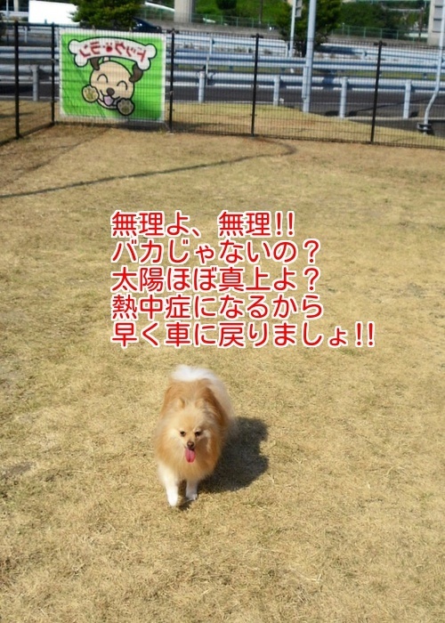 $バカきょうだいの記録