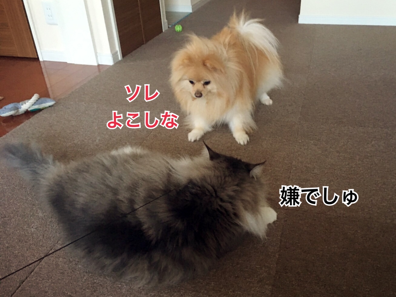 猫のオモチャを狙う犬 毛玉きょうだい Powered By ライブドアブログ 猫のオモチャを狙う犬 毛玉きょうだい Powered By ライブドアブログ