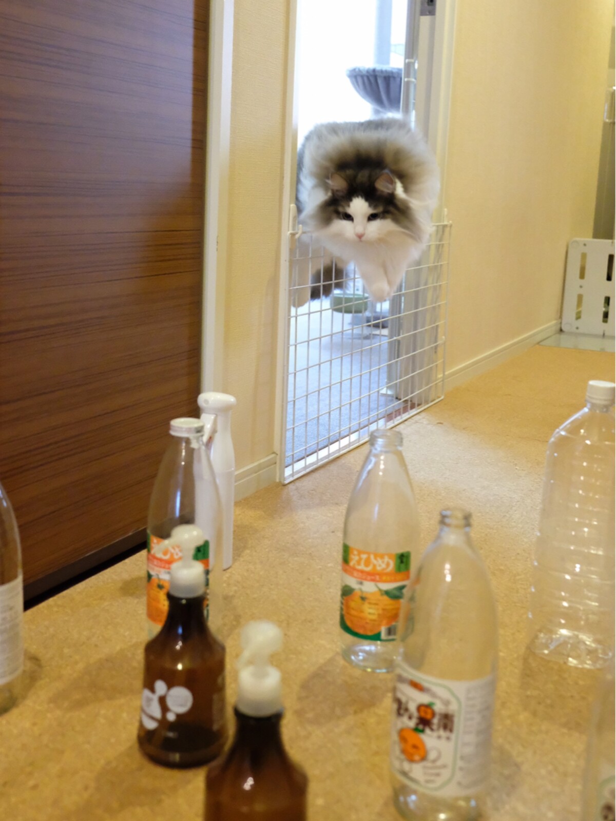 猫編 障害物通り抜けチャレンジやってみた 毛玉きょうだい Powered By ライブドアブログ 猫編 障害物通り抜けチャレンジやってみた 毛玉きょうだい Powered By ライブドアブログ