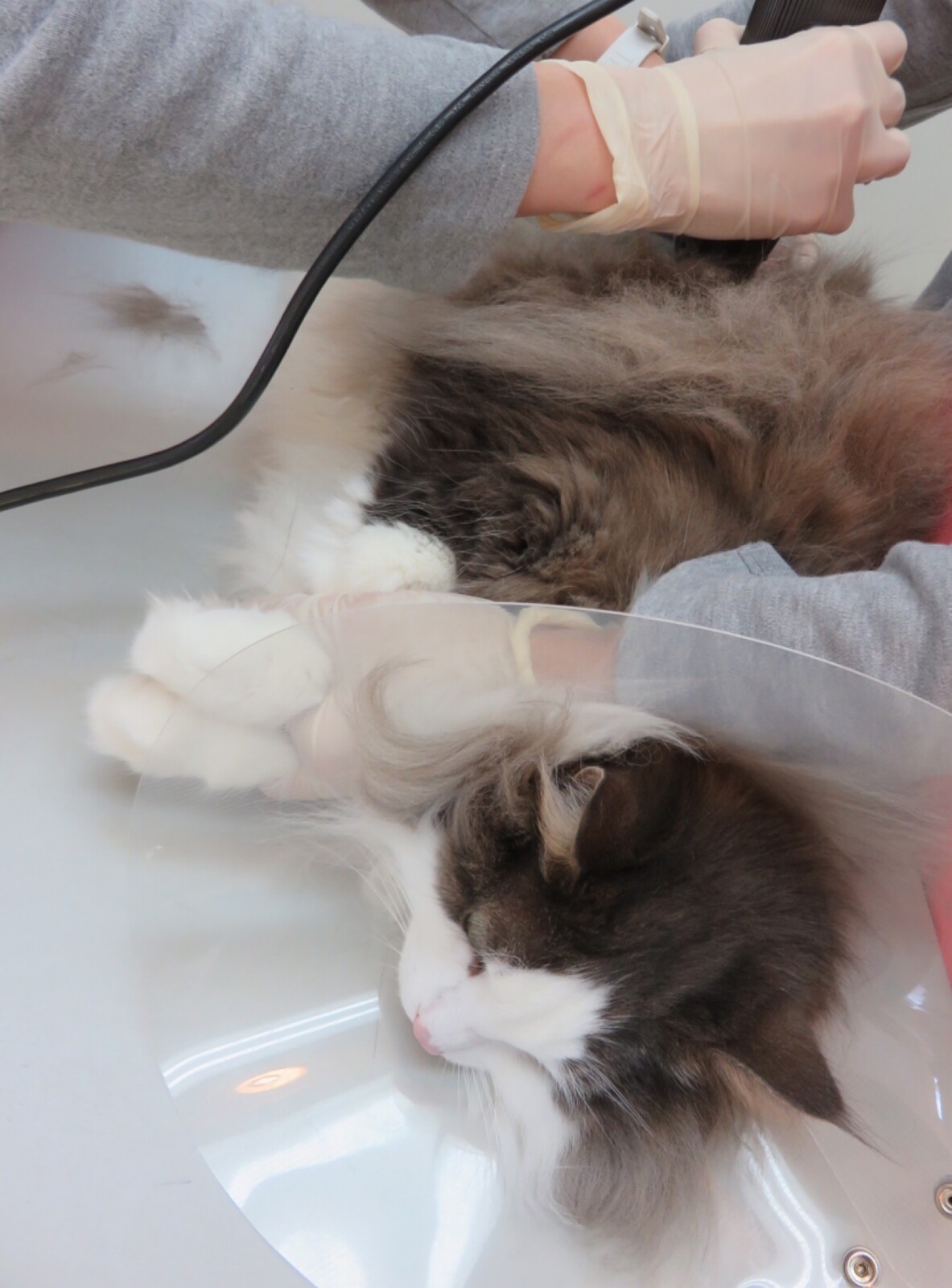 猫 局所麻酔で肥満細胞腫切除 : 毛玉きょうだい Powered by ライブドア 