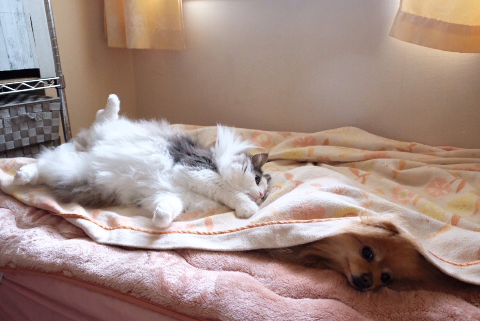 寝てる犬に嫌がらせする猫 毛玉きょうだい Powered By ライブドアブログ