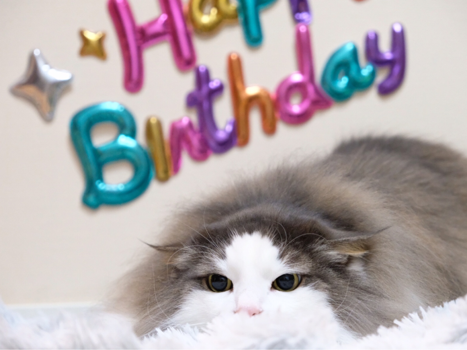 可愛い猫写真を撮る難しさ 毛玉きょうだい Powered By ライブドアブログ