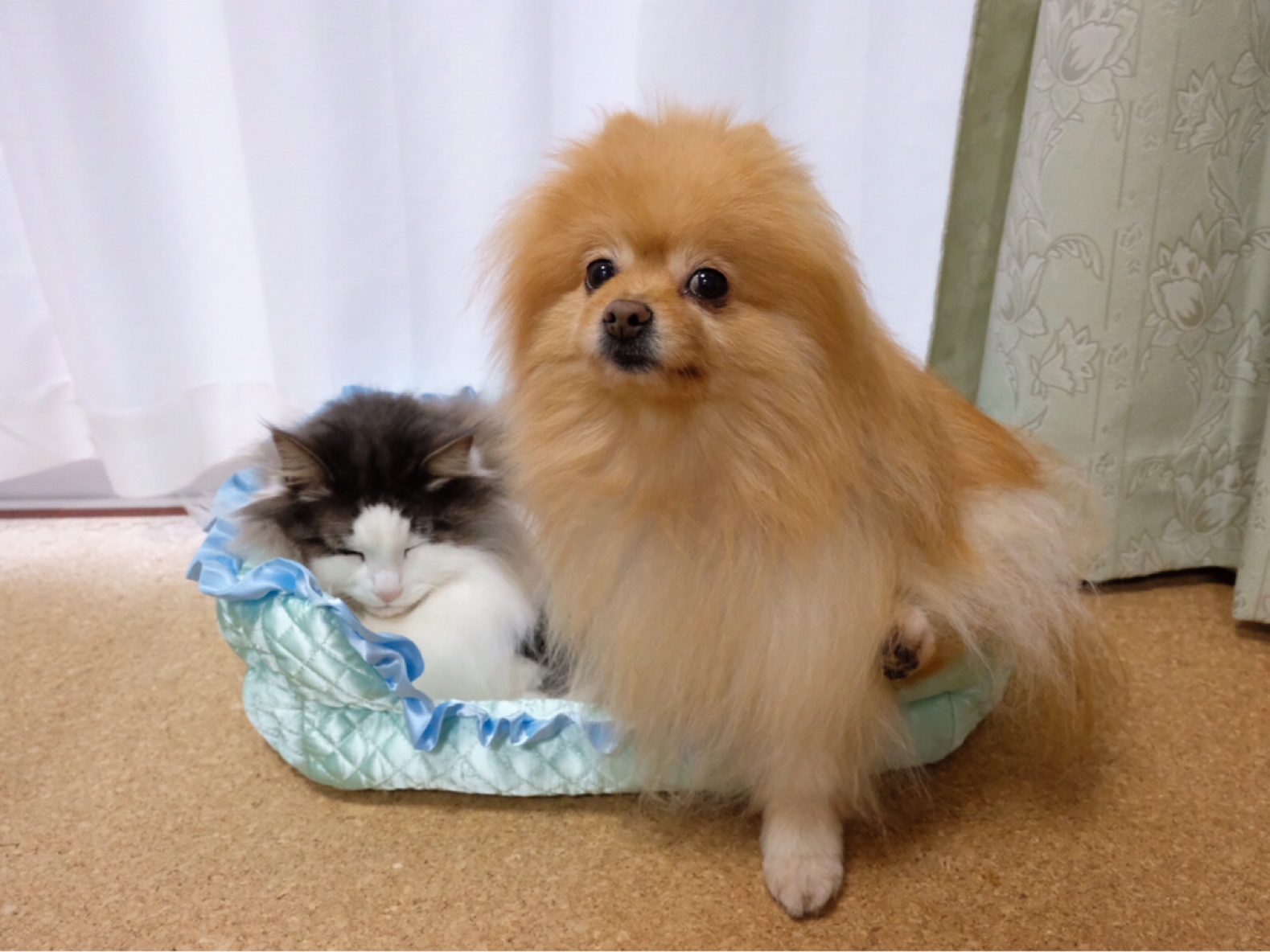 可愛くない小型犬の上目遣い 毛玉きょうだい Powered By ライブドアブログ 可愛くない小型犬の上目遣い 毛玉きょうだい Powered By ライブドアブログ
