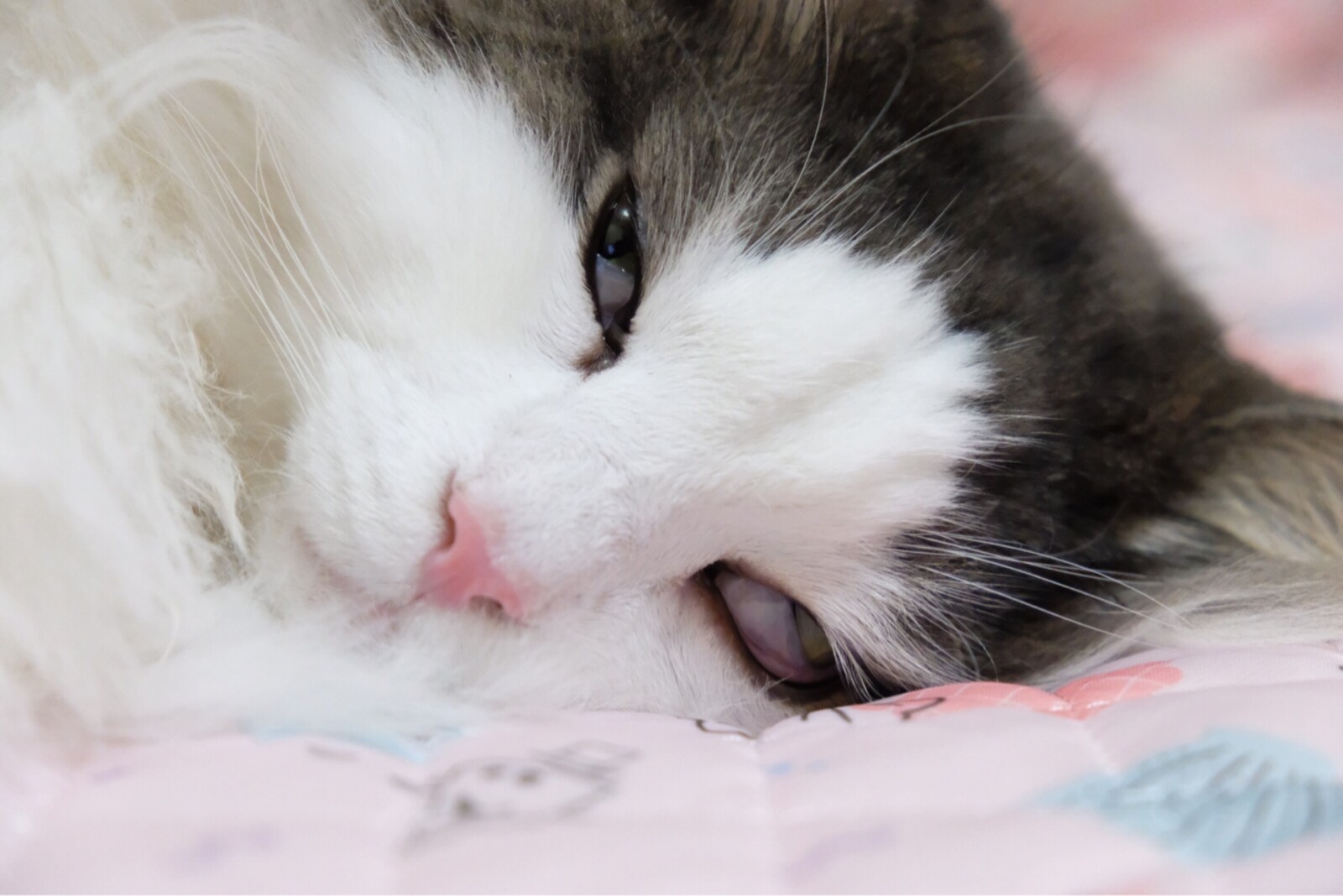 可愛い猫 ノルウェージャンフォレストキャット2 毛玉きょうだい Powered By ライブドアブログ 可愛い猫 ノルウェージャンフォレストキャット2 毛玉きょうだい Powered By ライブドアブログ
