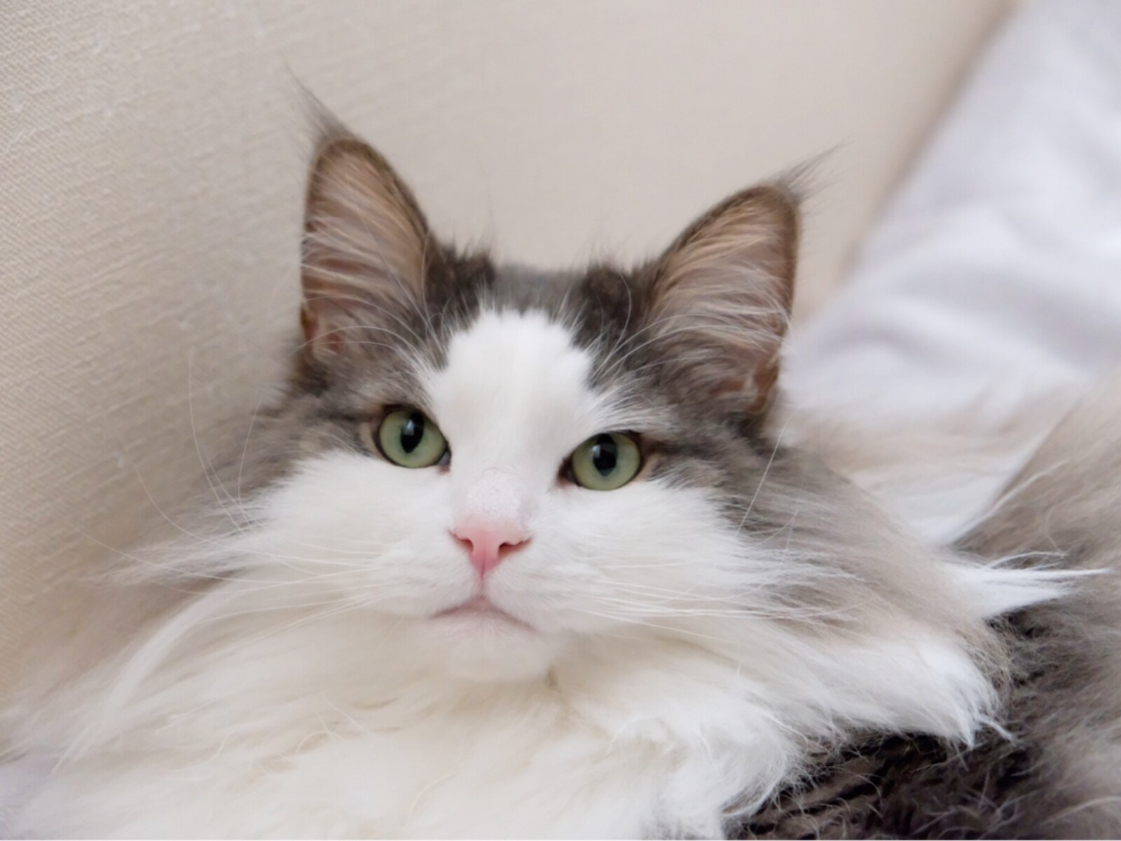 長毛種の猫をシャンプーしたら人間が 毛玉きょうだい Powered By ライブドアブログ