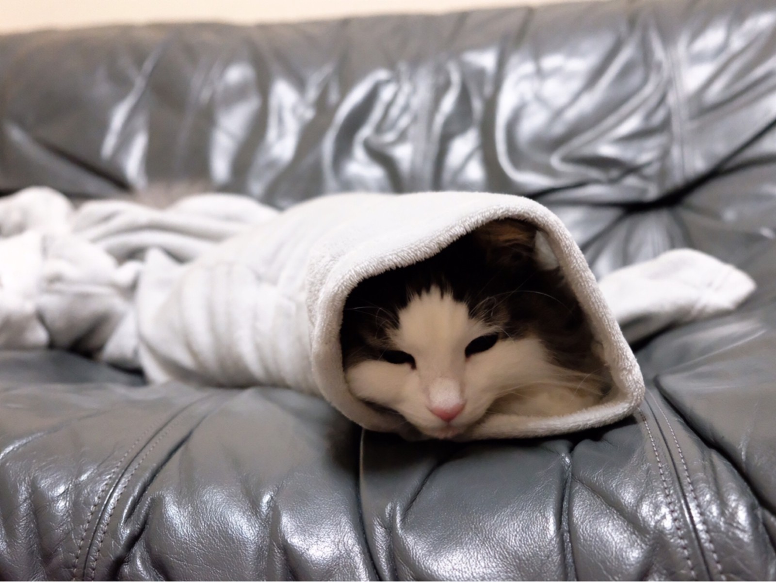猫の太巻き寿司とポメラニアン 毛玉きょうだい Powered By ライブドアブログ 猫の太巻き寿司とポメラニアン 毛玉きょうだい Powered By ライブドアブログ