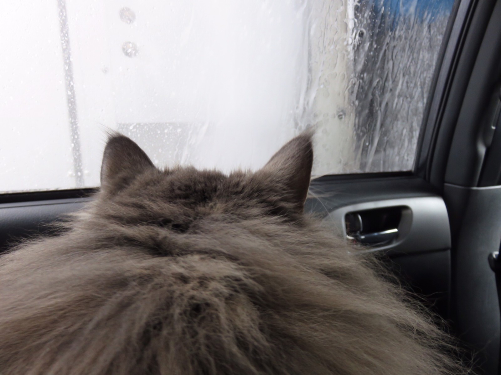 猫と洗車とポメラニアン 毛玉きょうだい Powered By ライブドアブログ