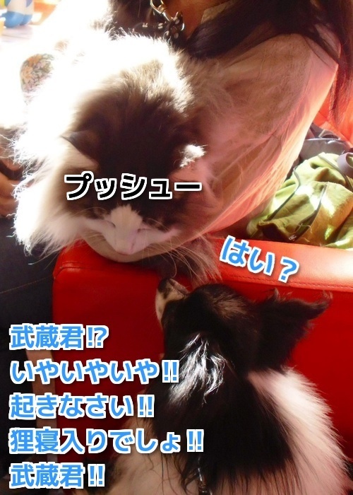 $バカきょうだいの記録