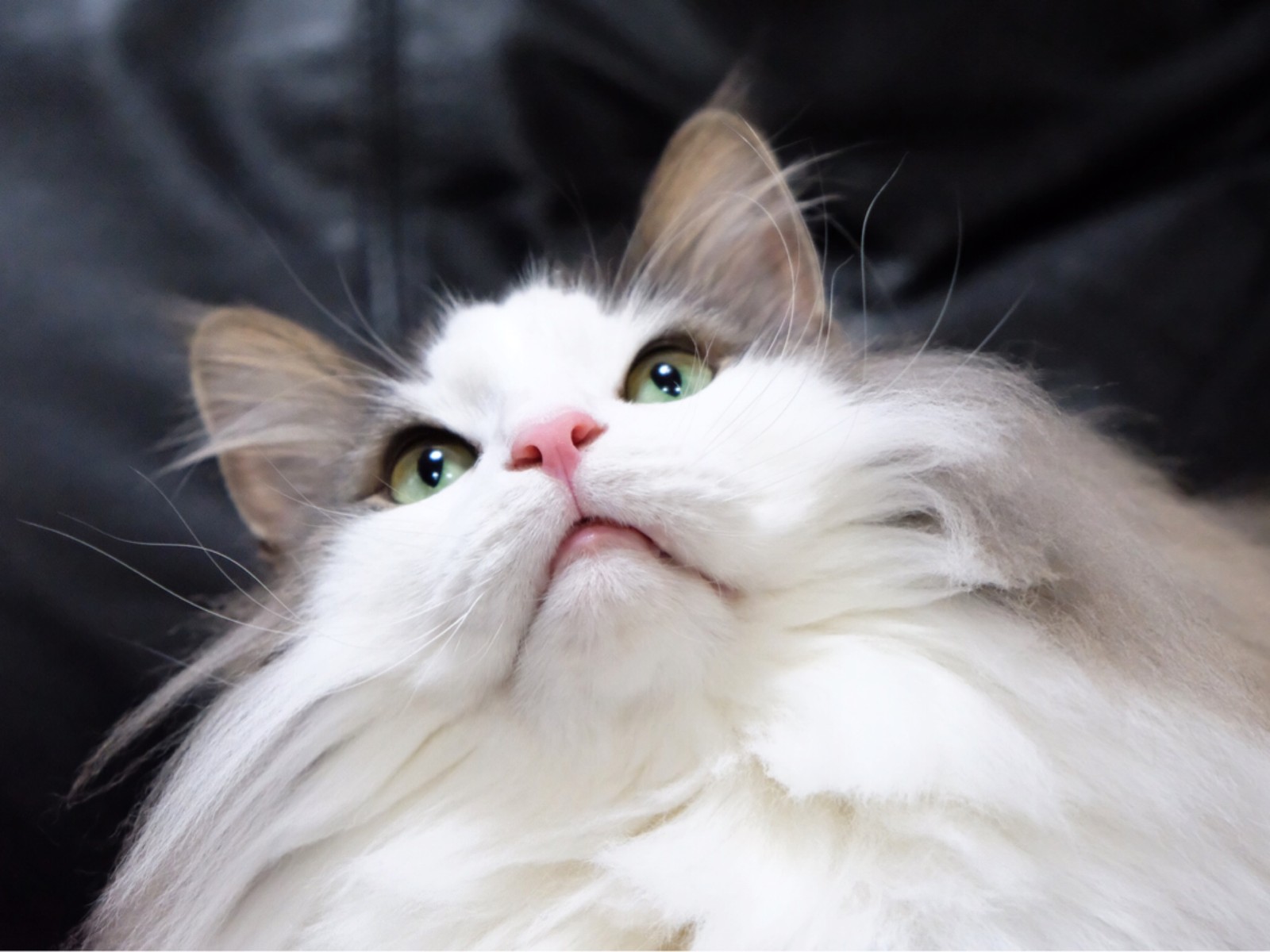 寝顔が酷いポメラニアンに似てきた猫 : 毛玉きょうだい Powered by