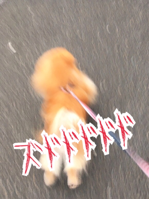 七夕 願い事メーカー21やってみた 毛玉きょうだい Powered By ライブドアブログ 七夕 願い事メーカー21やってみた 毛玉きょうだい Powered By ライブドアブログ