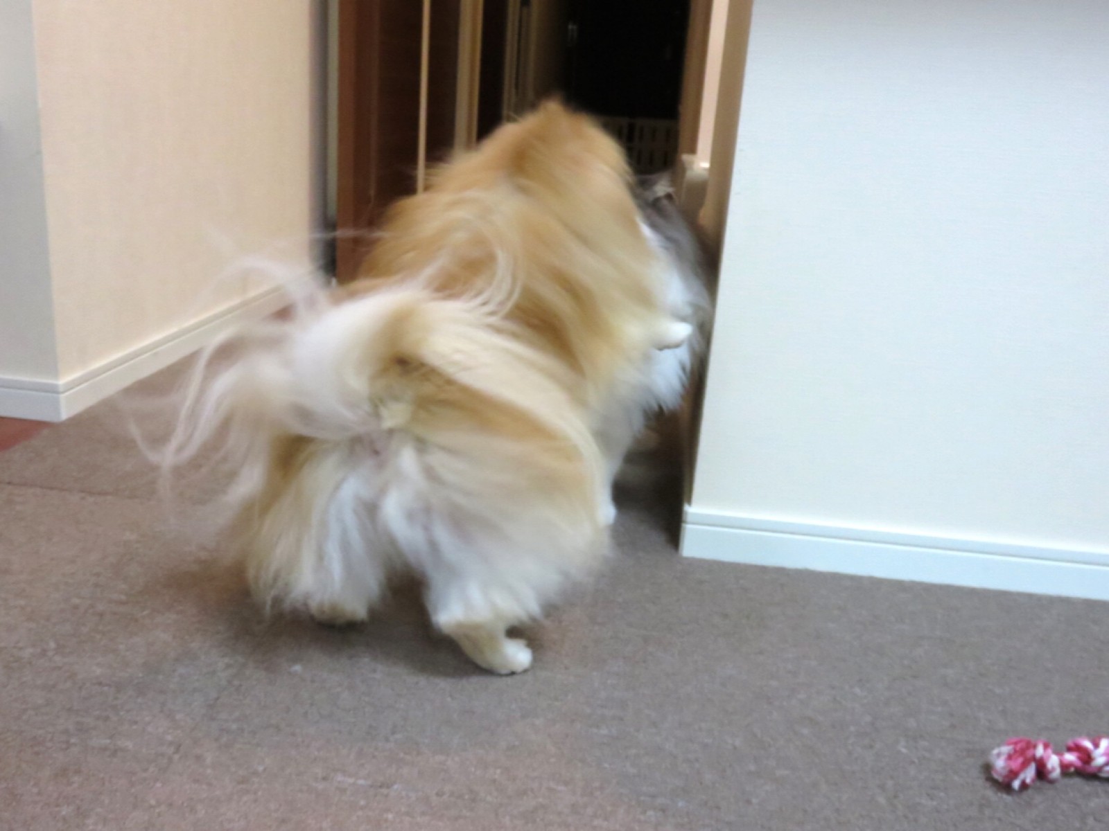 ポメラニアン最強ディフェンダー 毛玉きょうだい Powered By ライブドアブログ