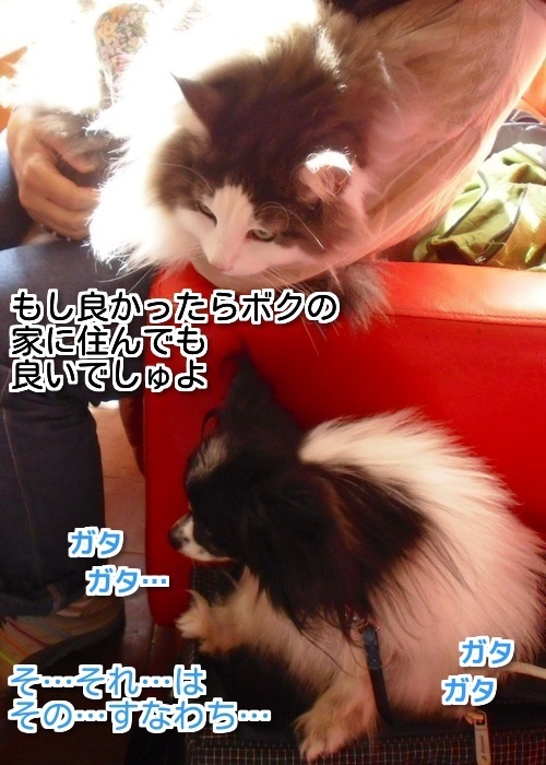 $バカきょうだいの記録