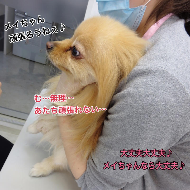 採血を頑張る犬 毛玉きょうだい Powered By ライブドアブログ