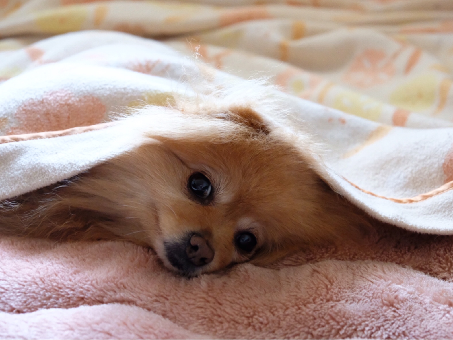 寝てる犬に嫌がらせする猫 毛玉きょうだい Powered By ライブドアブログ