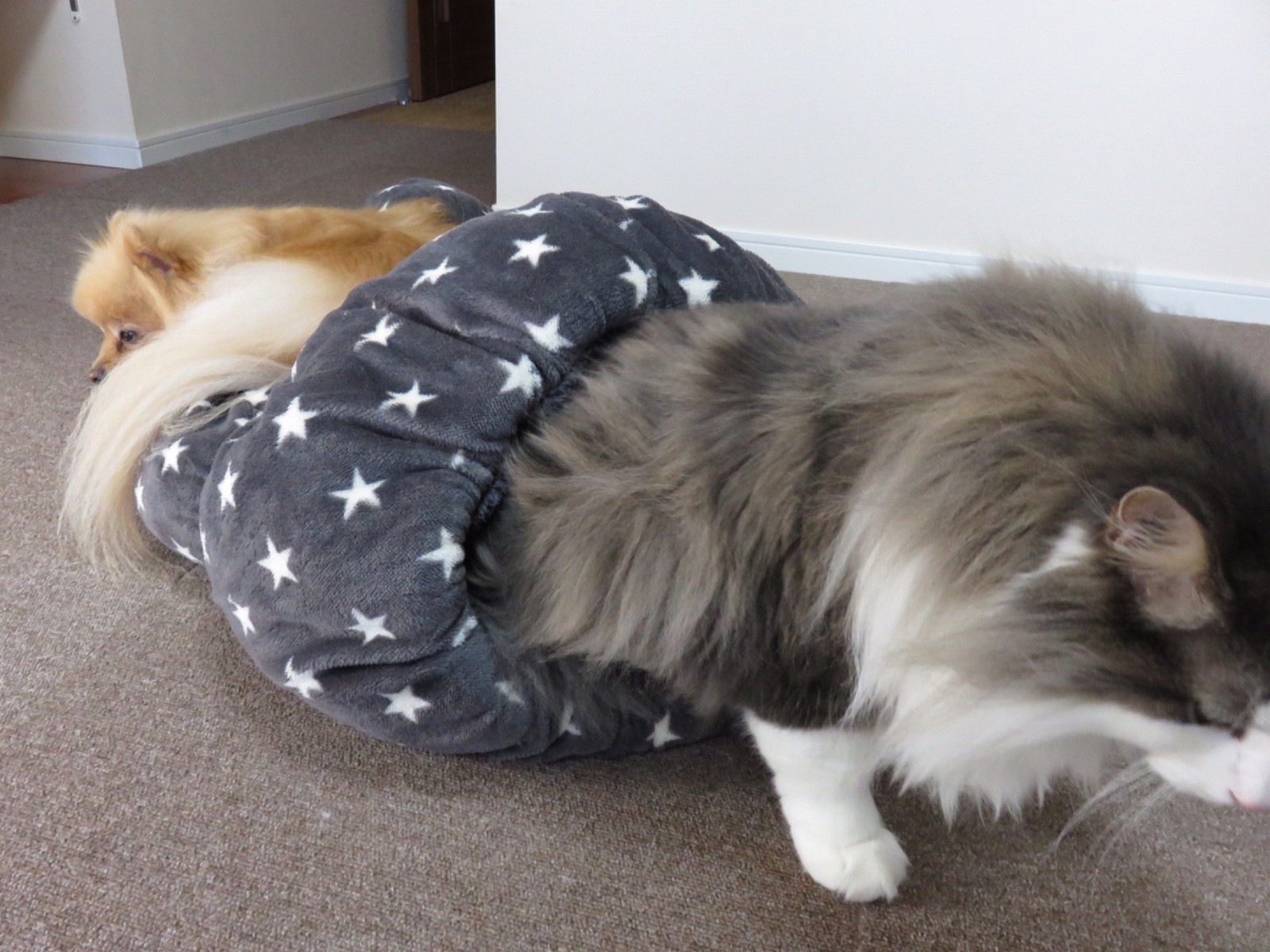 ポメラニアン完全にしまむらホイホイの虜に 毛玉きょうだい Powered By ライブドアブログ