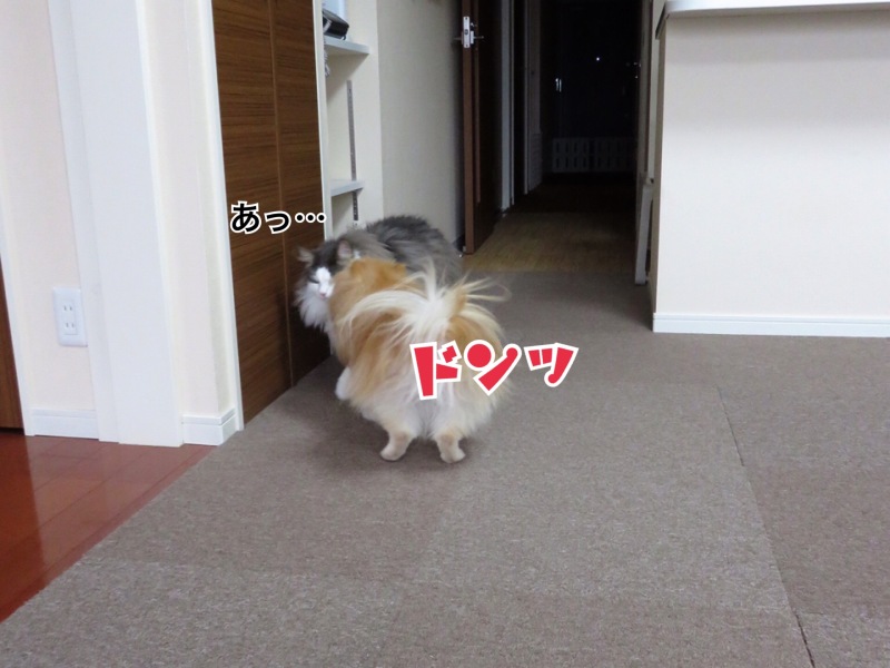 イライラする犬 1 毛玉きょうだい Powered By ライブドアブログ