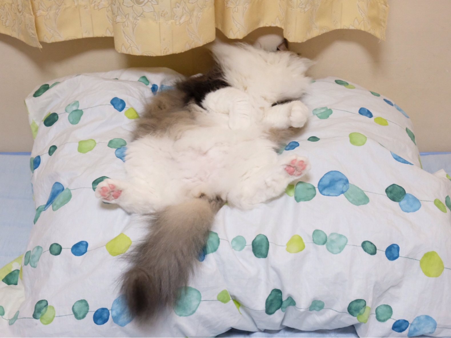 犬猫きょうだいにもある縦社会のルール 毛玉きょうだい Powered By ライブドアブログ 犬猫きょうだいにもある縦社会のルール 毛玉きょうだい Powered By ライブドアブログ