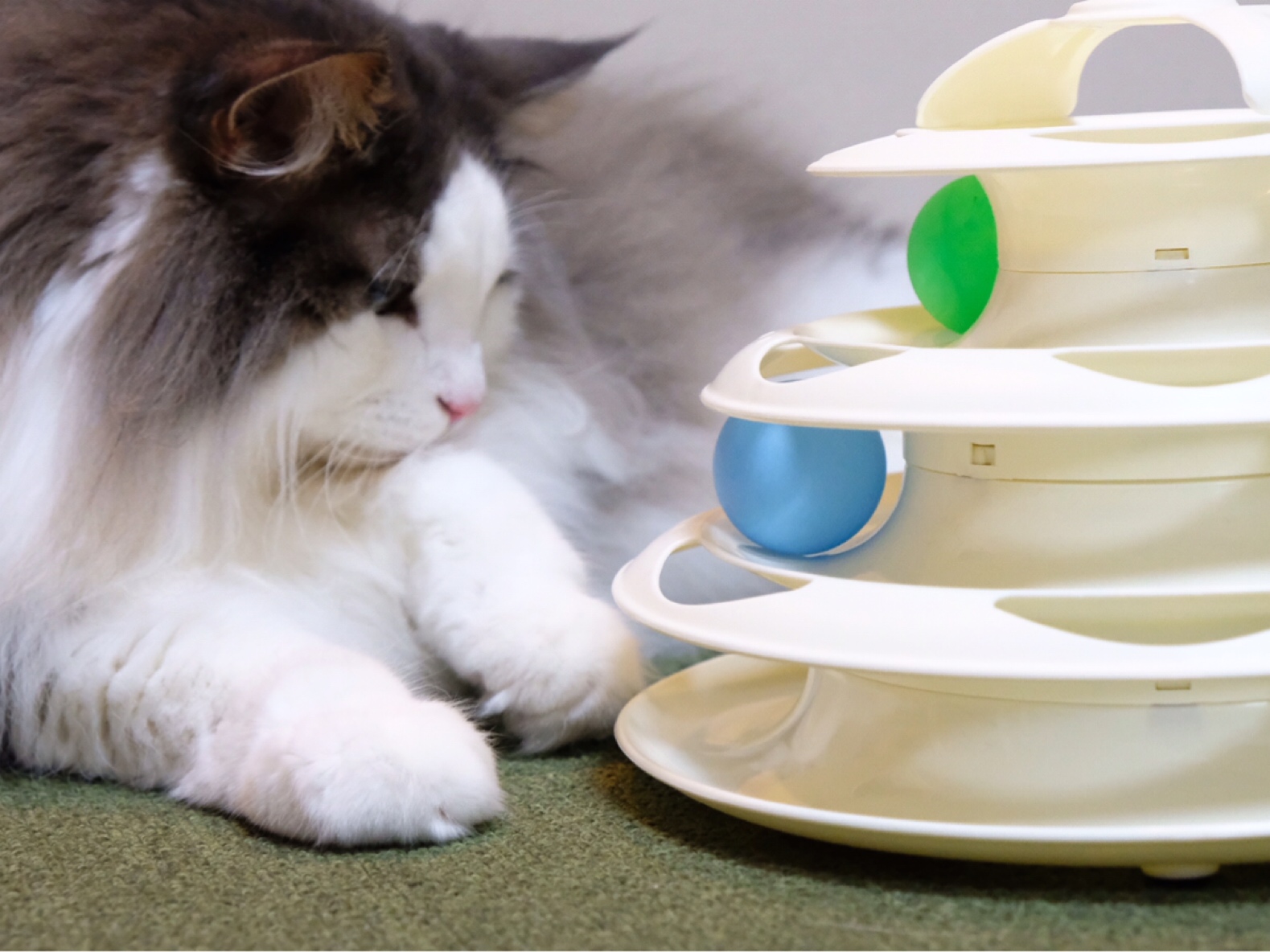 精神年齢が高い猫と低い犬 毛玉きょうだい Powered By ライブドアブログ 精神年齢が高い猫と低い犬 毛玉きょうだい Powered By ライブドアブログ