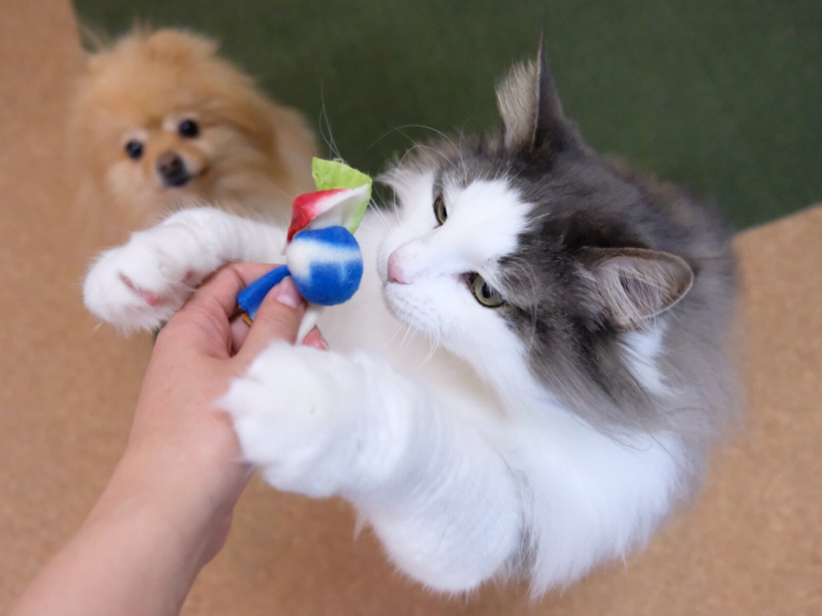 怪しい飴を舐めるポメラニアンと猫 : 毛玉きょうだい Powered by 