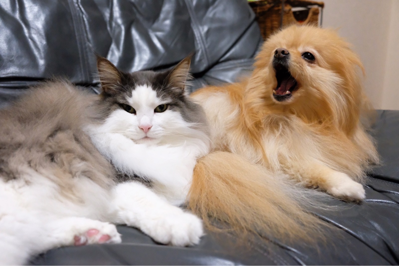 ポメラニアンの匂いを嗅ぐ猫 毛玉きょうだい Powered By ライブドアブログ ポメラニアンの匂いを嗅ぐ猫 毛玉きょうだい Powered By ライブドアブログ